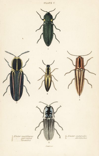 Escaravelho clicável: Escaravelho dos faróis, Pyrophorus noctilucus 1, Chalcolepidius porcatus 2, besouro clicável forrado, Agriotes lineatus 3, Elater suturalis 4, e Semiotus distinctus 5 de English School