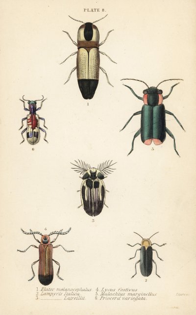 Clique nos escaravelhos: Melanoxanthus melanocephalus 1, Luciola italica 2, Lampyris latreillii 3, Lycus festivus 4, besouro de asa mole, Clanoptilus marginellus 5, e Priocera variergata 6 de English School