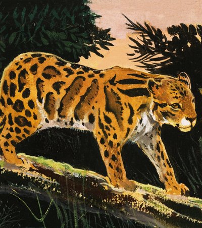 Leopardo das nuvens de English School