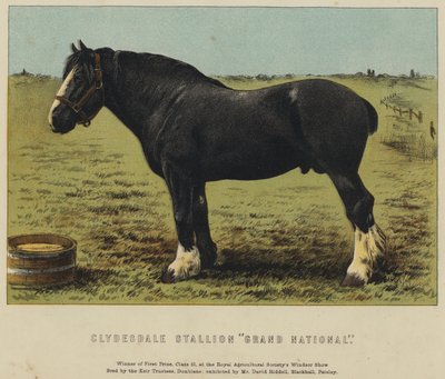 Clydesdale Stallion "Grand National" (cor litho) de English School