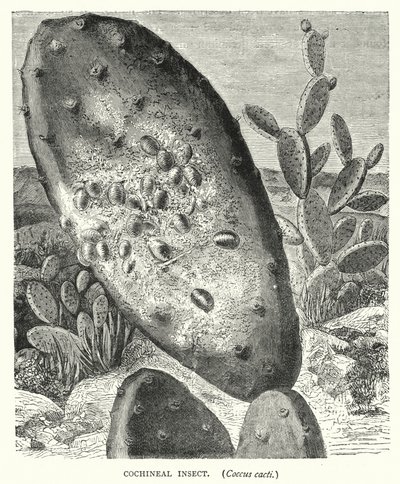 Inseto Cochonilha, Coccus cactos (gravura) de English School