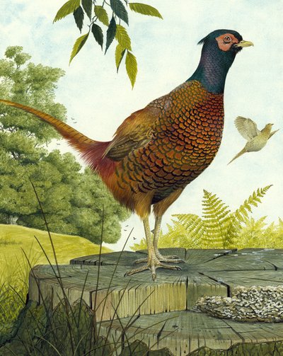 Faisão de Galo de English School