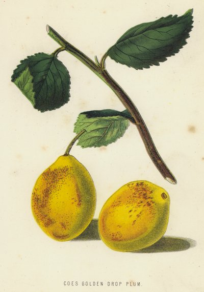Caule de ameixa de gota dourada (cromolito) de English School