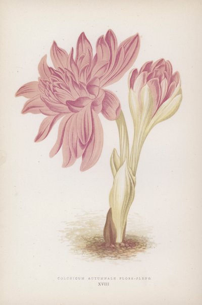 Colchicum Autumnale Flore-pleno (litografia a cores) de English School