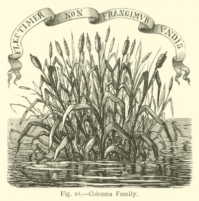 Coluna da família de English School