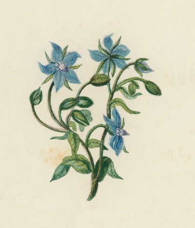Borage comum, Borago Officinalis (cor litho) de English School