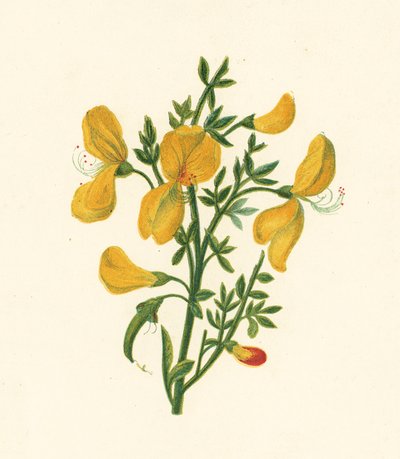 Vassoura comum, Cytisus Scoparius (cor litho) de English School