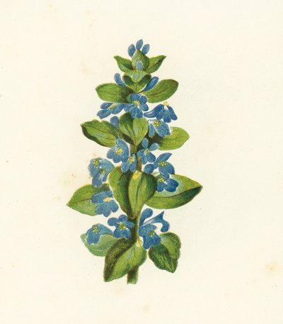 Ajuga Reptans (litografia a cores) de English School