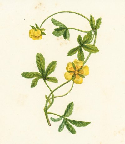 Cinquefoil rasteiro comum, Potentilla Reptans (litografia a cores) de English School