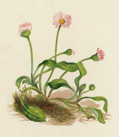 Margarida comum, Bellis Perennis (litografia a cores) de English School