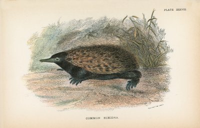 Echidna comum de English School