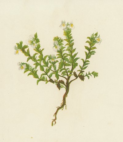 Euphrasia Officinalis (litografia colorida) de English School