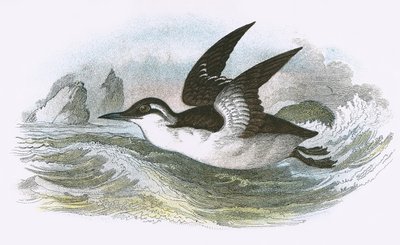 Guillemot comum de English School