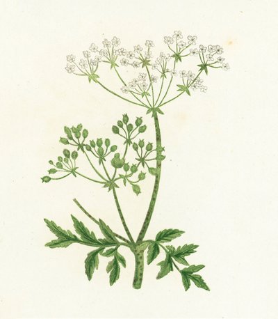 Hemlock comum, Conium Maculatum de English School