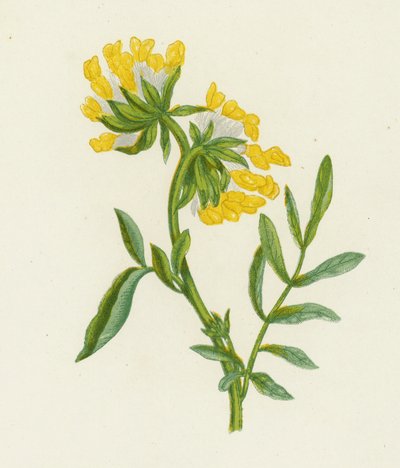 Ervilhaca comum dos rins, Anthyllis Vulneraria (cor litho) de English School