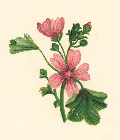 Malva comum, Malva Sylvestris (litografia a cores) de English School
