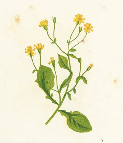 Hipericão Comum, Lapsana Communis de English School