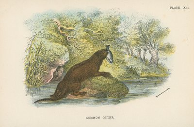Lontra comum de English School