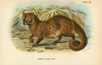 Palm-Civet Comum de English School