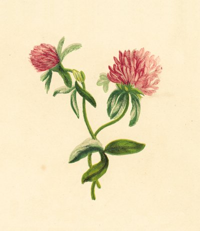 Trevo Roxo Comum, Trifolium Pratense de English School