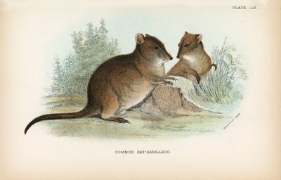 Canguru-Rato Comum de English School