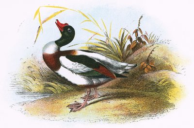 Pato-Sheld Comum de English School