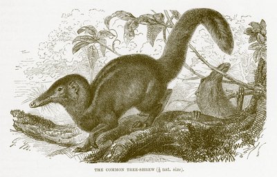 Árvore-shrew comum, ilustração da história natural real de English School