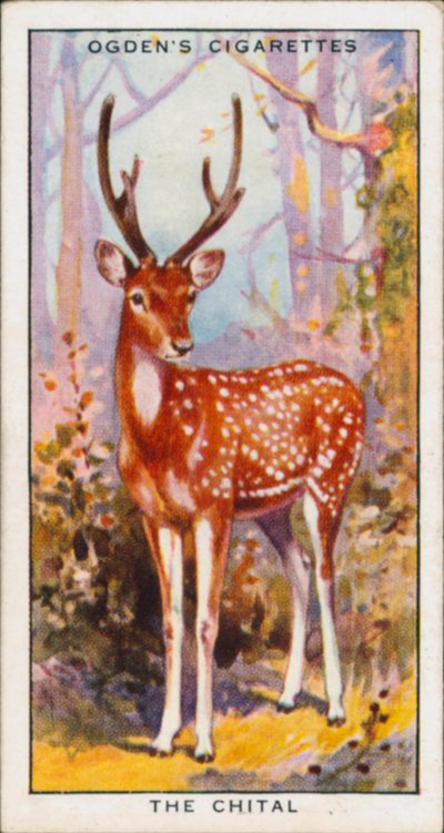 Cores ocultas para proteção, Animais, O Chital (litografia a cores) de English School