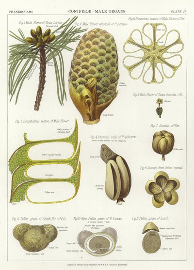 Coniferae, Órgãos Masculinos de English School