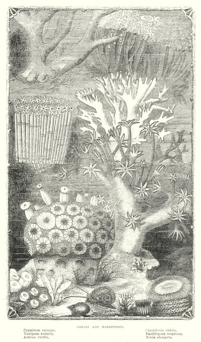 Coral e Madrepérola (gravura) de English School