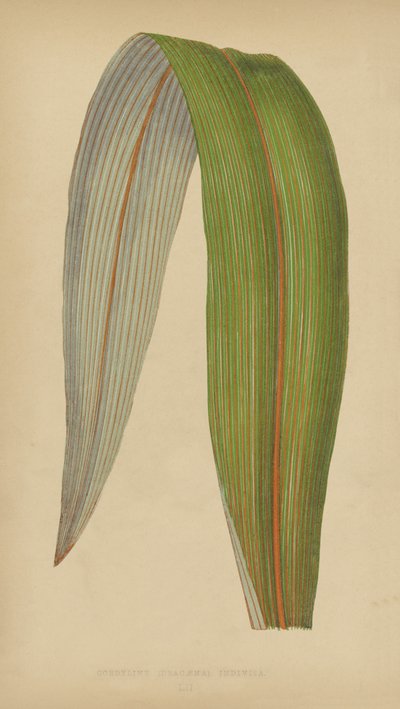 Cordyline (Dracaena) Não dividido de English School