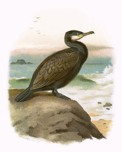 Cormorão de English School
