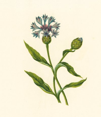 Corn Blue-Bottle, Centaurea Cyanus (litografia a cores) de English School