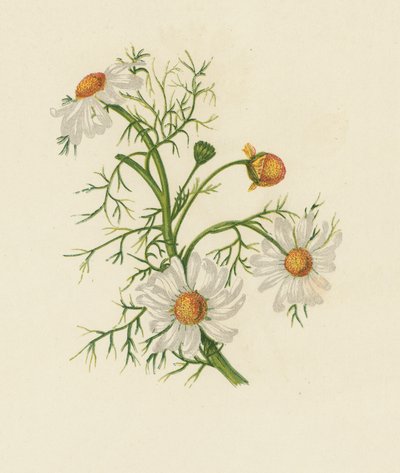 Corn Feverfew, Pyrethrum Inodorum (cor litho) de English School