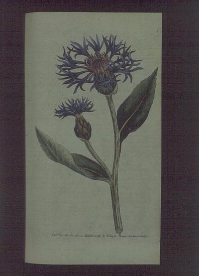 Cornflower (Centaurea montana), prato 77 de William Curtis
