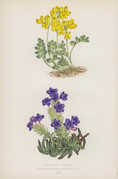 Coronilla Minima; Lithospermum Prostratum (cor litho) de English School