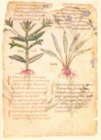 Algodão Vitellius C.III fol.30 Ilustrações do Wulfes Camb e Henep, de 