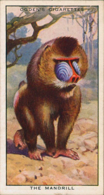 Cores da corte, Animais, O Mandril (litografia a cores) de English School