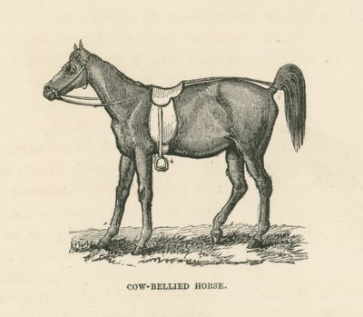 Cavalo de barriga de vaca (gravura) de English School