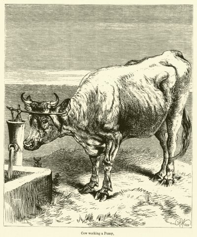 Vaca trabalhando uma Bomba (gravura) de English School