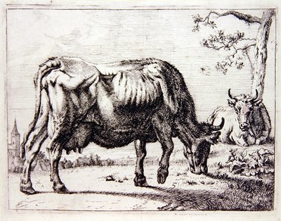 Vacas na pastagem (gravura) de English School