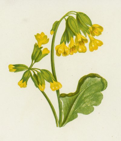 Cowslip, Primula Veris (cor litho) de English School