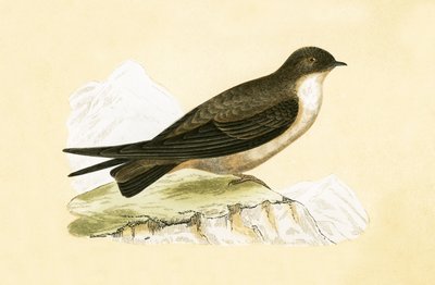 Crag Swallow, ilustração de "Uma História das Aves da Europa Não Observadas nas Ilhas Britânicas", de Charles Robert Bree (1811-1886), publicada em 1867 de English School