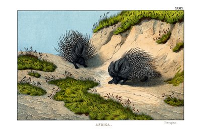 Porcupine Crested de English School
