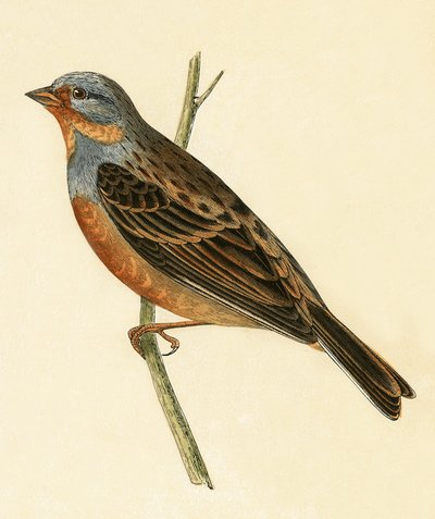 Estamenha de Cretzschmaer, ilustração de "Uma História das Aves da Europa Não Observadas nas Ilhas Britânicas", de Charles Robert Bree (1811-1886), publicada em 1867 de English School
