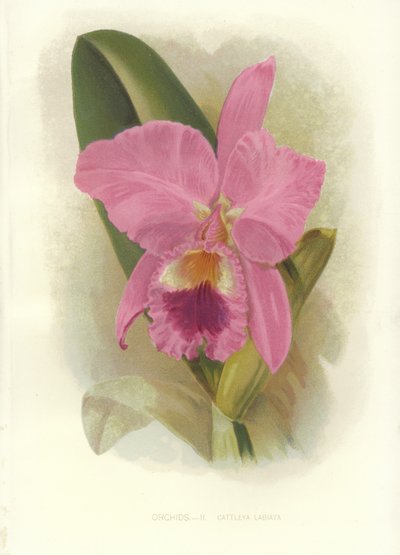 Cattleya carmesim de English School