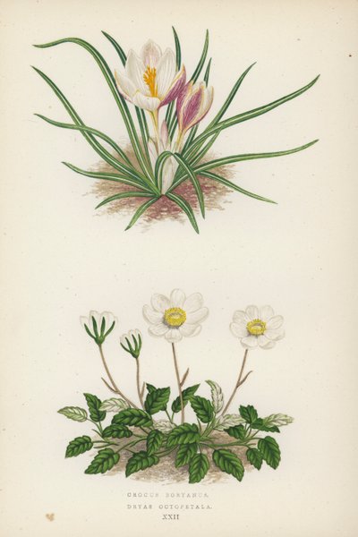 Crocus Boryanus; Dryas Octopetala (litografia a cores) de English School