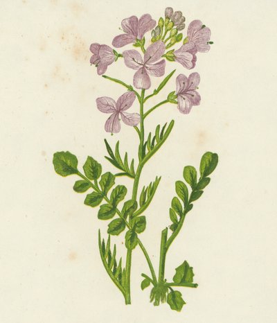 Flor de cuco, Cardamine Pratensis (litografia a cores) de English School