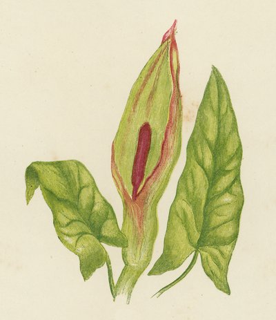 Cuckoo Pint, Arum Maculatum (litografia a cores) de English School
