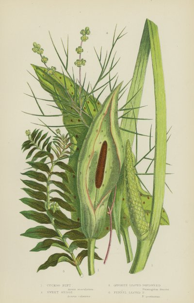 Cuckoo Pint, Sweet Sedge, Opposite Leaved Pondweed, Fennel Leaved Pondweed (litografia a cores) de English School